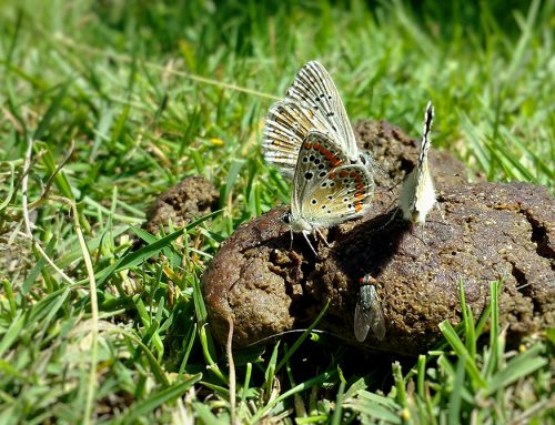 Digestivo, ignorancia, autoinmunidad: heces
